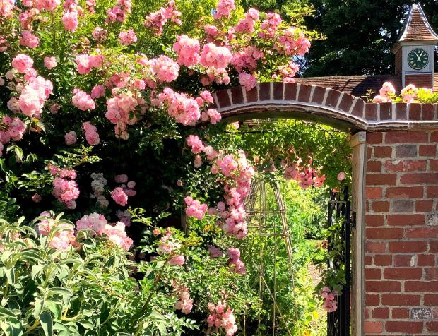 Roses in Bloom at Pashley Manor Gardens in East Sussex